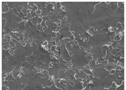 Scanning electron microscope image of a carbon nanotube network